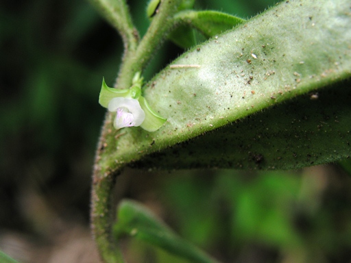 คำเตี้ย Polygala chinensis L.<br/>POLYGALACEAE